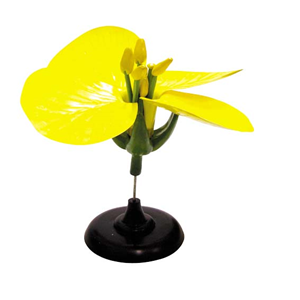 Model Of Rape Flower Each