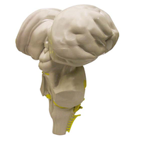 Model Of Brain Stem (Fisher Hdm-180) Each