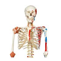 Super Skeleton Model, Each Each