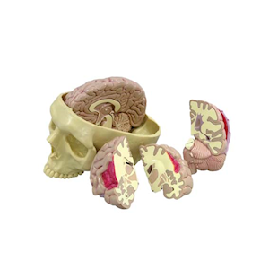 Brain Model, Each Each