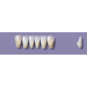 MYERSON ANTERIORS #11/H (1x6 CARD) Card