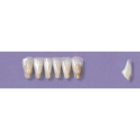 MYERSON ANTERIORS #3/E (1x6 CARD) Card