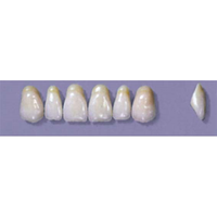 MYERSON ANTERIORS #A7/E (1x6 CARD) Card