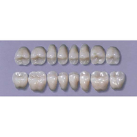 MYERSON POSTERIOR SYN #28LL/65(1x8CARD) Card