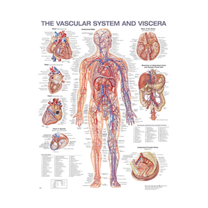 ACC Chart of Vascular System and Viscera Anatomical, 2nd Edition, Each Each
