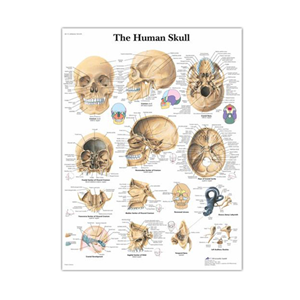 3B Scientific Poly Laminated Biological Chart