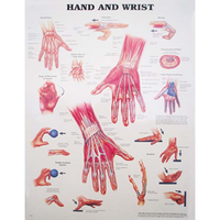 Chart Hand and Wrist, Each Each