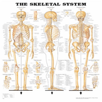 Chart of the Human Skeletal System, Giant (107 x 158cm) with Soft Lamination. Each