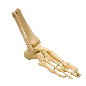 Foot Skeleton, with Portions Oftibia and Fibula, Each (A31/1) Each