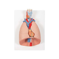 Anatomical Lung Model with Larynx, 41 x 31 x 12 cm, Each Each