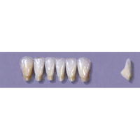 MYERSON ANTERIORS #13/F (1x6 CARD) Card