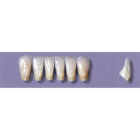 MYERSON ANTERIORS #14/C (1x6 CARD) Card