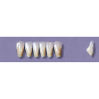 MYERSON ANTERIORS #7/D (1x6 CARD) Card