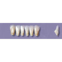MYERSON ANTERIORS #8/60 (1x6 CARD) Card