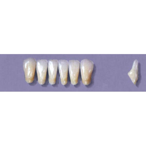 MYERSON ANTERIORS #8/I (1x6 CARD) Card