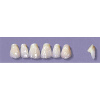 MYERSON ANTERIORS #PM2/H (1x6 CARD) Card