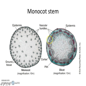 Monocot And Dicot Stem Each