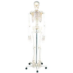 Human Skeleton Model, 180cm (Qh3302), with Stand, Each Each