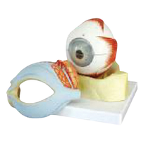 Model Of Eye In Orbit, 25X20X12Cm Each