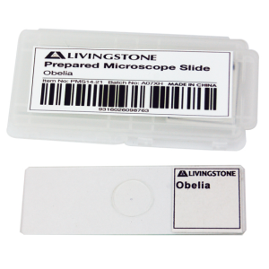 Livingstone Prepared Slide, 25 Bacteriology Slides, Each