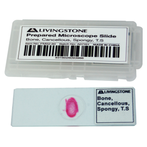 Livingstone Prepared Slide Transverse