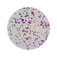 Livingstone Premium Top Level Prepared Slide, Escherichia Coli Stain, Simple, Each Each