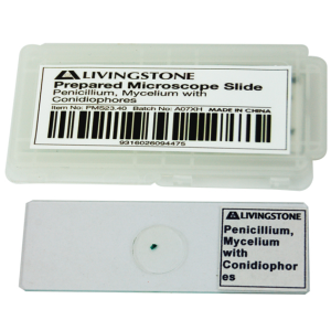 Livingstone Prepared Slide, 25 Bacteriology Slides, Each