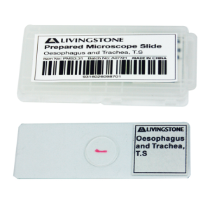 Livingstone Prepared Slide Transverse