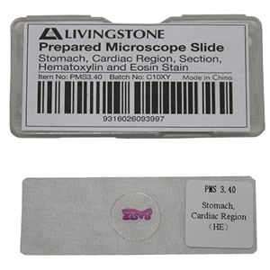 Livingstone Prepared Slide, 25 Bacteriology Slides, Each