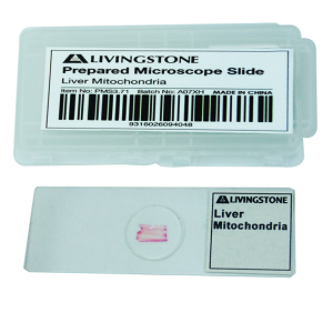 Livingstone Prepared Slide, 25 Bacteriology Slides, Each