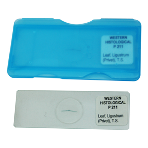 Livingstone Prepared Slide Transverse