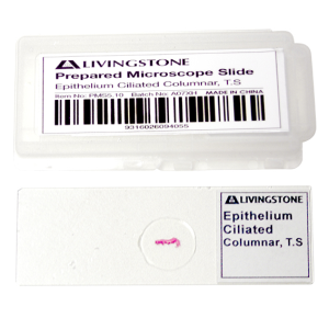 Livingstone Prepared Slide Transverse