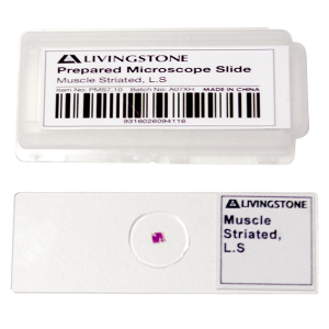 Livingstone Prepared Slide, 25 Bacteriology Slides, Each
