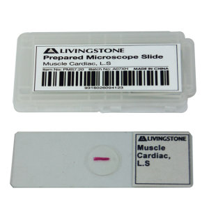 Livingstone Prepared Slide, 25 Bacteriology Slides, Each
