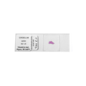 Livingstone Prepared Slide, 25 Bacteriology Slides, Each