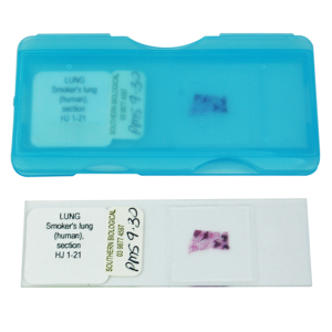 Livingstone Prepared Slide Transverse