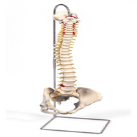 Classic Flexible Spine Height, 74cm, Weight 1.8Kg, with Stand, Each Each
